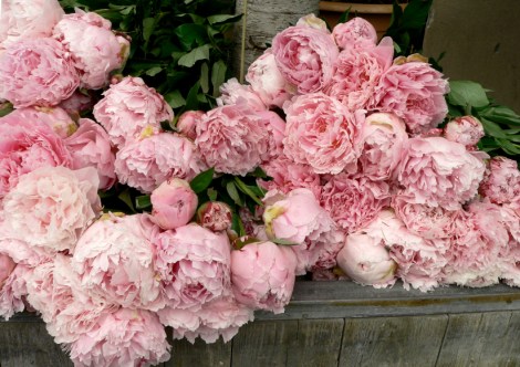 Peonies for Spring