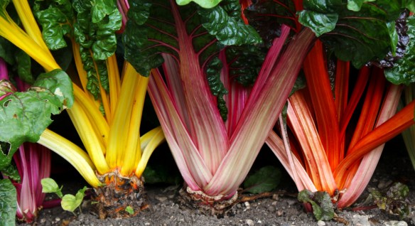rainbowchard