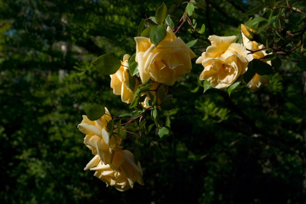 rosa_lady_hillingdon2_5854