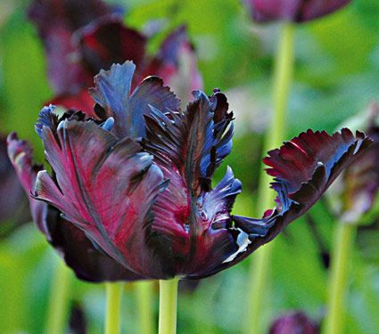 tulipa_blackparrot