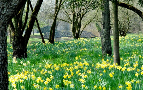 daffodils
