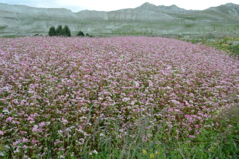 Grain crop in flower -Upper Mustang