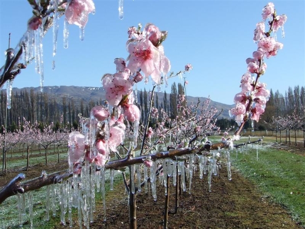 ice_covers_peach_blossom_on_an_earnscleugh_orchard_4e78758b13