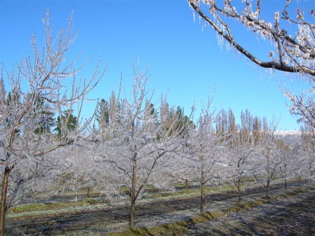 icicles_formed_on_fruit_trees_at_earnscleugh_from__1511953079