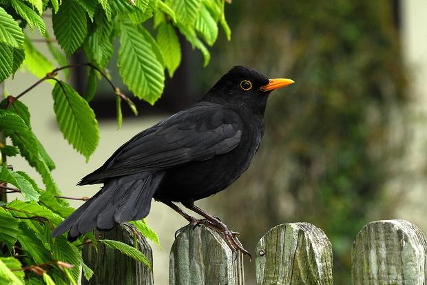 117842011_blackbird_363157c